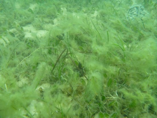 Fish Facts: Seagrasses